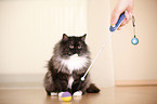 clicker training cat