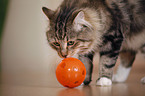 cat with food ball