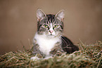 domestic cat