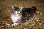 domestic cat