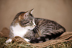 domestic cat