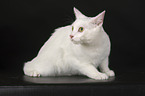 sitting domestic cat