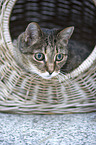 domestic cat portrait