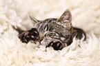 young cat