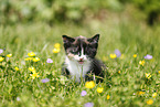 domestic kitten