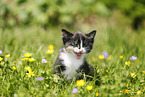 domestic kitten