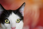 domestic cat eyes