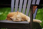 red-tabby cat