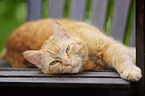 red-tabby cat