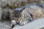 sleeping domestic cat