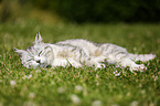 sleeping cat