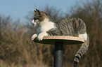 lying cat