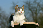 lying cat