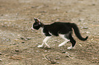 young cat