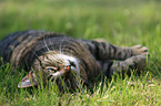 lying cat