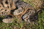 lying cat