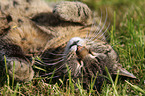 lying cat
