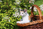 kitten