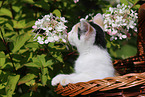 kitten