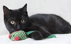 lying house cat