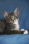 young house cat