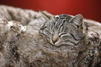 sleeping cat