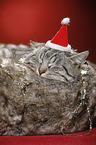 sleeping cat