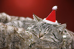 sleeping cat