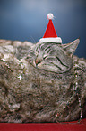 sleeping cat