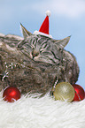 sleeping cat
