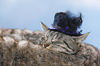 cat with hat