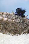 cat with hat