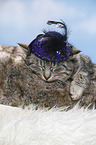 cat with hat