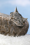 sleeping cat