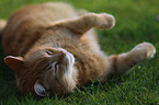 lying house cat
