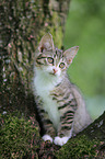 young house cat