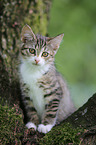 young house cat