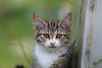 young house cat