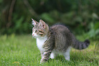 young house cat