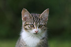 young house cat