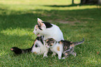 mother cat with kitten