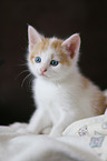 kitten