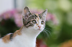 young cat