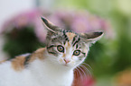 young cat
