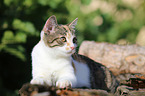 young cat