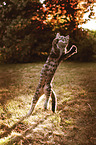 jumping cat