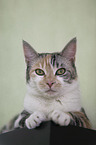 lying cat