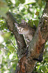 kitten on the tree