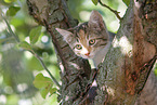 kitten on the tree