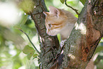 kitten on the tree